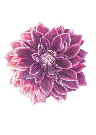 Bloemenkaart / Dahlia