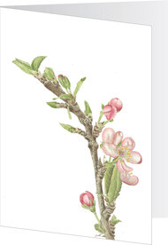 Dubbele kaarten / Bloesem